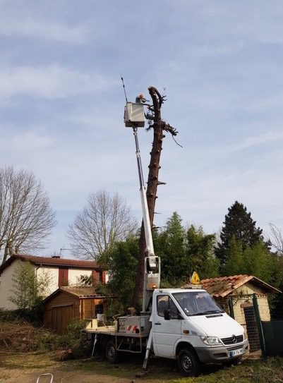 Abattage d’Arbres