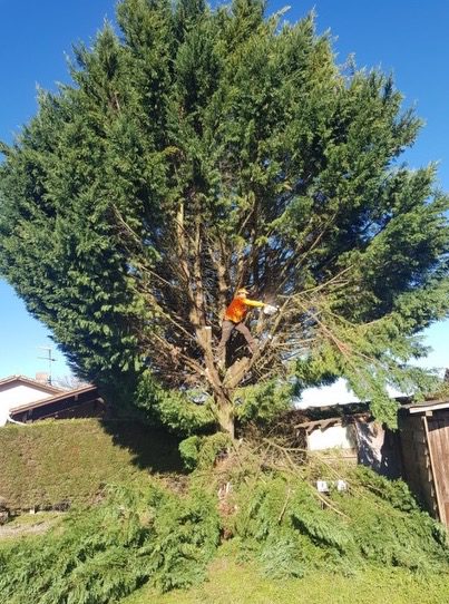 Élagage & Taille des Arbres