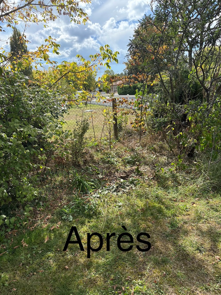 abattage d’arbres morts ou dangereux