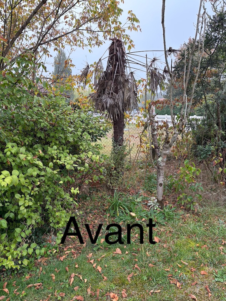 Retrait d'un Palmier Mort et Nettoyage de Friche