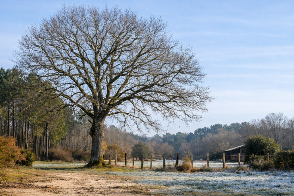 élagueur à Hossegor : Arbre en repos végétatif en hiver dans les Landes, période idéale pour l’élagage à Hossegor et capbreton