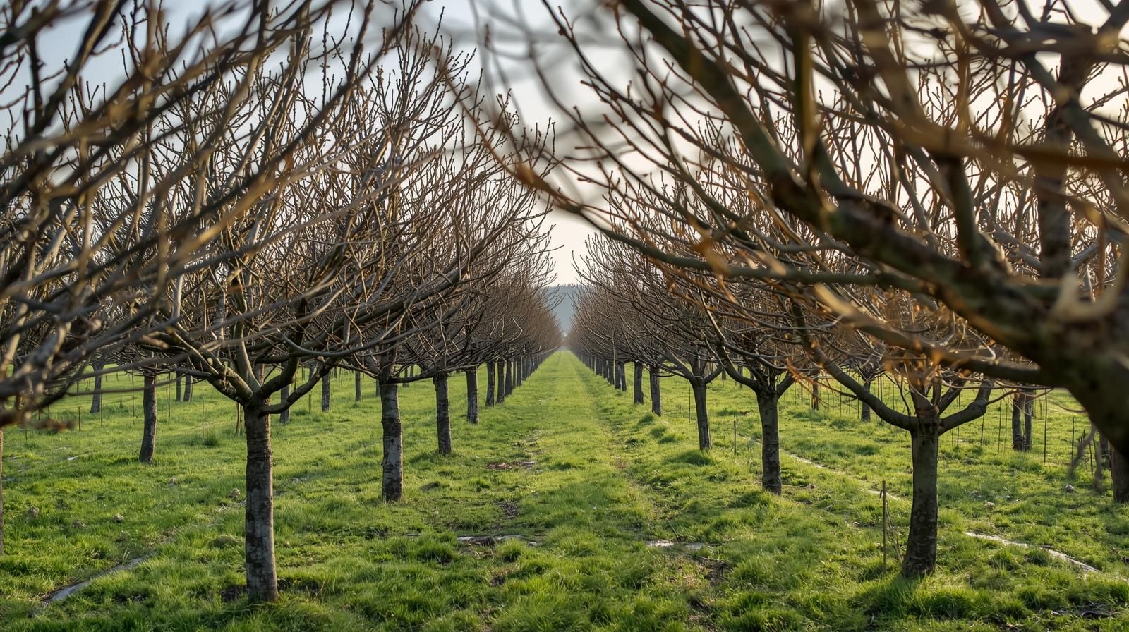 élagage dans les Landes