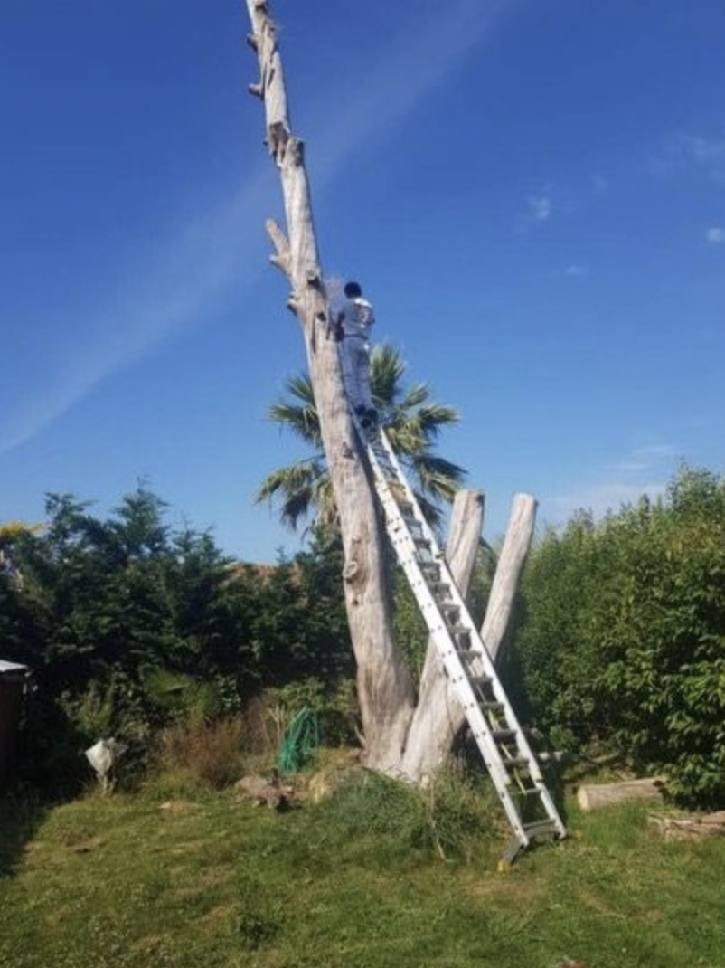 Démontage avec rétention d'un arbre dangereux à proximité d'une habitation à Dax.