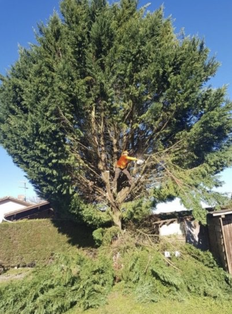 elagueur-grimpeur-landes-pays-basque